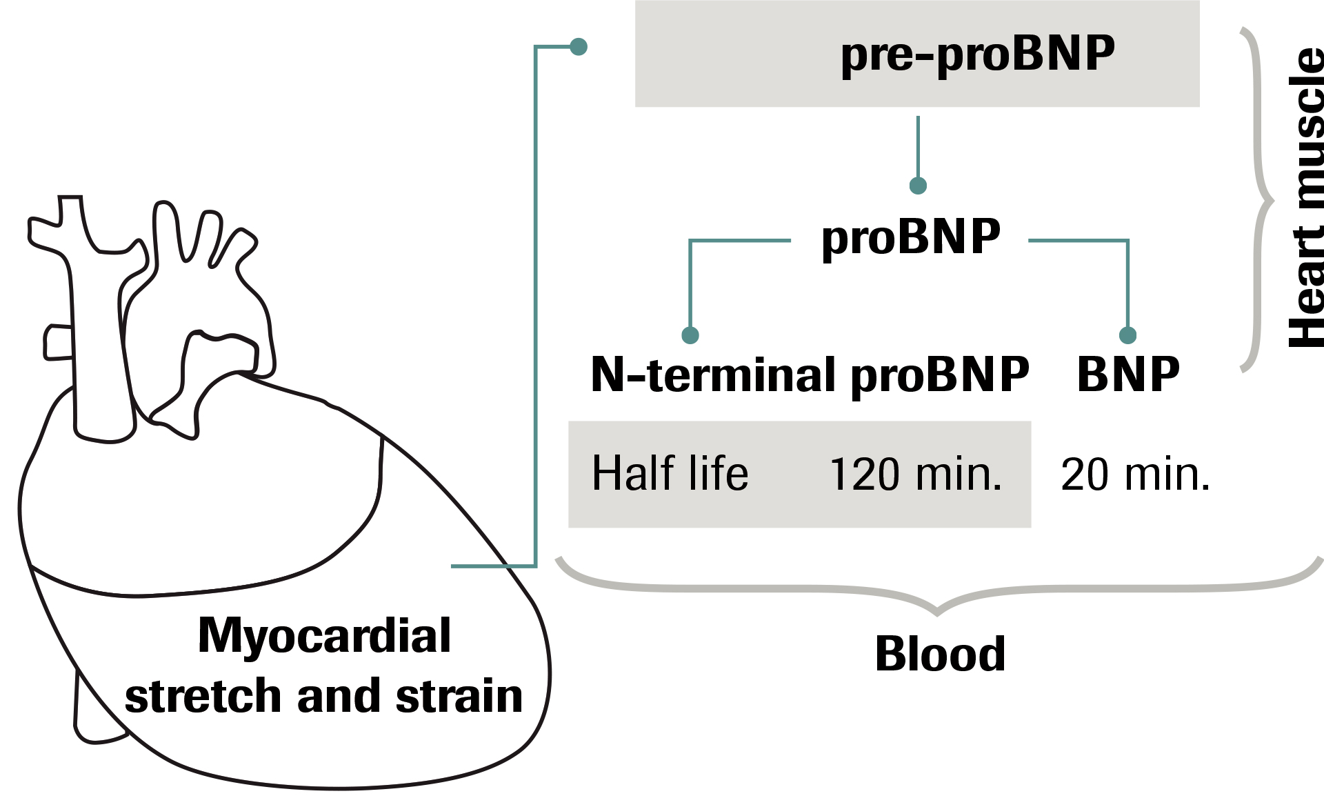 N terminal. NT PROBNP. BNP И NT-PROBNP. NT Pro BNP. PROBNP механизм.