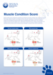 1.1.MuscleConditionScore