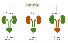 10_urea