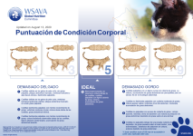 (11)Body-Condition-Score-Chart-Cat-Spanish-updated-August-2020