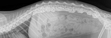 13-Hipercalcificaci_n del esquelo axial en un gato