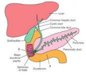 18-Diagrama pancreas felino