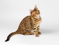 18_bengal_kitten