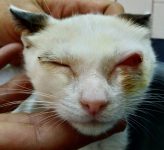 2.2b Dolor Ocular Chlamydia