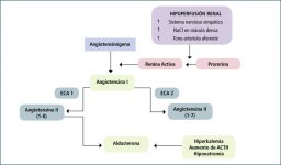 4.3.SISTEMA RAAS