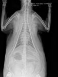 5.2 Cardiomegalia en un gato con Ht4