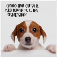 ElancoPerro