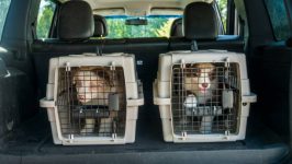 Two puppies in cages in the trunk of a car. Transportation of live pets.