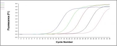 Figura 36. PCR Cuantitativa