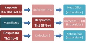 Figura 4.