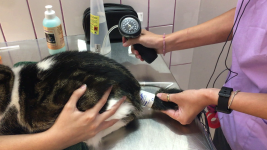 Figura 7 Enfermera veterinaria tomando la PAS con Doppler en la cola de un paciente