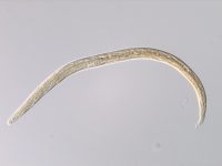 Foto 7b_Aelurostrongylus abstrusus L1