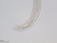 Foto 8a_Aelurostrongylus abstrusus male