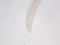 Foto 8b_Aelurostrongylus abstrusus female