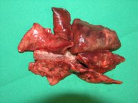 Foto 9a_Aelurostrongylus abstrusus lung lesions 1