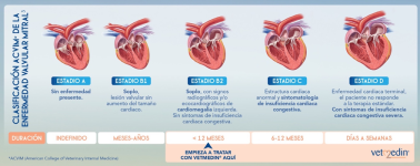 IMAGEN 8A