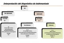 Interpretación del diagnóstioc de la leishmaniosis (1)