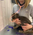 Paciente felino siendo auscultado