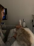 Paciente felino siendo sometido a una ecografía rápida torácica