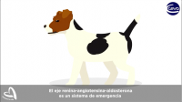 ejeRRA