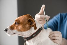 dog injecting by vet doctor