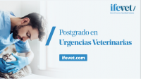fotovideoifevet2