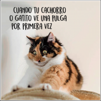 gatoelanco