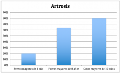 grafica incidencia de la artrosis en perros y gatos