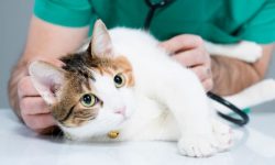medicina-felina-2021