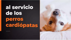 videocardalis